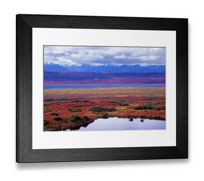 Framed Print : The tundra of Denali National Park in the late summer with two moose in a pond Framed Print : The tundra of Denali National Park in the late summer with two moose in a pond