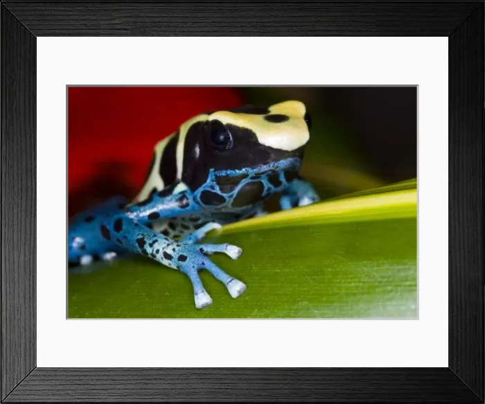 Framed Print : South America, Republic of Surinam. Close-up of poison dart frog on leaf. Credit as Framed Print : South America, Republic of Surinam. Close-up of poison dart frog on leaf. Credit as