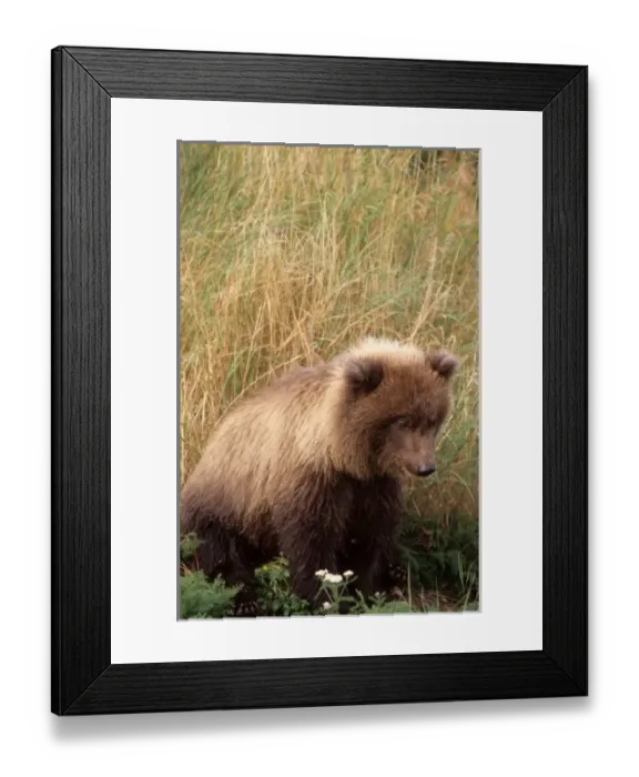 Framed Print : Alaska, Katmai