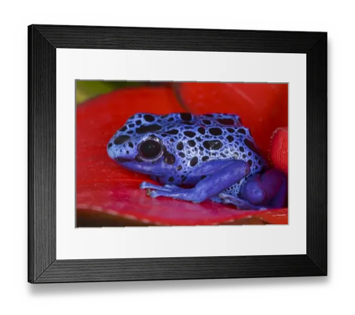 Framed Print : South America, Republic of Surinam. Close-up of poison dart frog on red leaf. Credit as Framed Print : South America, Republic of Surinam. Close-up of poison dart frog on red leaf. Credit as