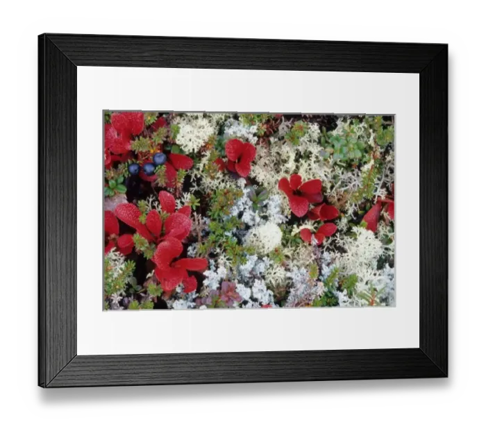 Framed Print : Alaska, Denali National Park, Arctic tundra is a treeless area except for a few small shrubs