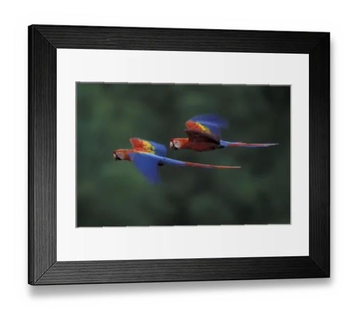 Framed Print : South America, Peru, Amazonia, Tambopata River. Scarlet macaws (Ara macao) flying Framed Print : South America, Peru, Amazonia, Tambopata River. Scarlet macaws (Ara macao) flying