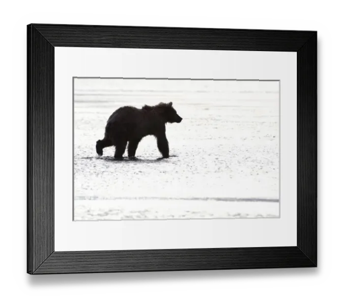 Framed Print : United States, Alaska, Hallo Bay, Katmai National Park. Girzzly bear silhouette while Framed Print : United States, Alaska, Hallo Bay, Katmai National Park. Girzzly bear silhouette while