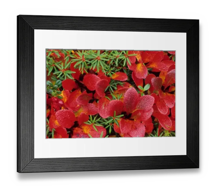 Framed Print : America, Alaska, Denali National Park, Arctic tundra is a treeless area except for