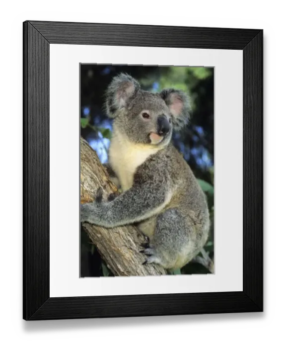 Framed Print : South America, Argentina Framed Print : South America, Argentina
