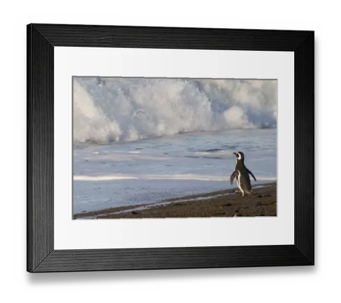 Framed Print : Magellanic Penguin, spheniscus magellanicus, (Jackass Penguin) on the beach and ready Framed Print : Magellanic Penguin, spheniscus magellanicus, (Jackass Penguin) on the beach and ready