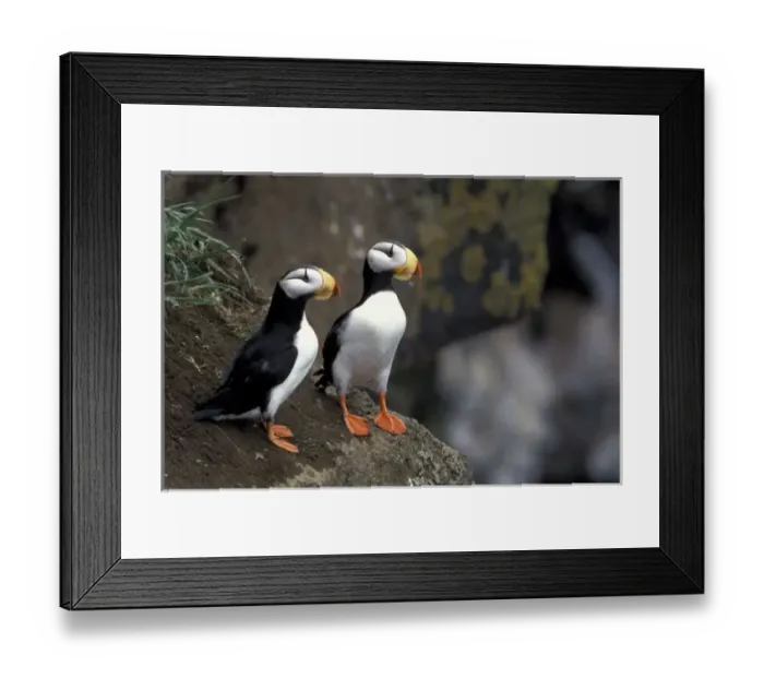 Framed Print : NA, USA, Alaska, Bering Sea, Pribilofs, St. Paul Island. Horned puffins (Fratercula