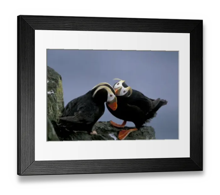 Framed Print : NA, USA, Alaska, Bering Sea, Pribilofs. Tufted puffins (Fratercula cirrhata) preen Framed Print : NA, USA, Alaska, Bering Sea, Pribilofs. Tufted puffins (Fratercula cirrhata) preen