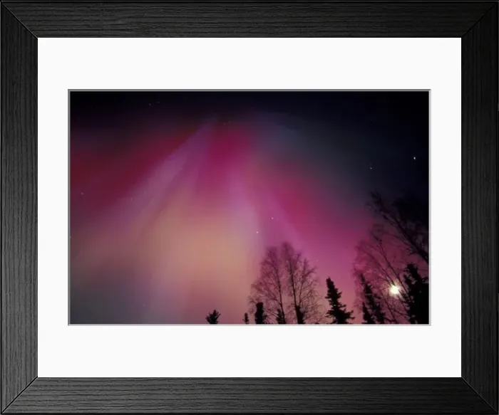 Framed Print : NA, USA, Alaska, Fairbanks. Curtains of purple, red and green Northern Lights above Framed Print : NA, USA, Alaska, Fairbanks. Curtains of purple, red and green Northern Lights above