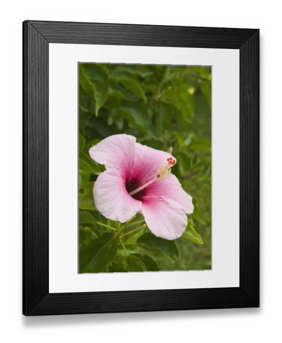 Framed Print : Cook Islands, Atiu. Hibiscus flower Framed Print : Cook Islands, Atiu. Hibiscus flower