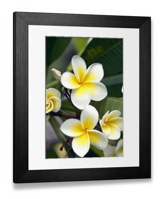 Framed Print : Frangipani flower Cook Islands Framed Print : Frangipani flower Cook Islands