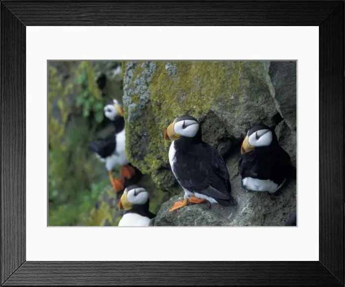 Framed Print : NA, USA, Alaska Framed Print : NA, USA, Alaska