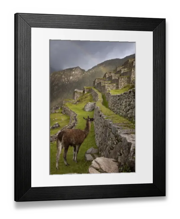 Framed Print : Llama stands on Framed Print : Llama stands on