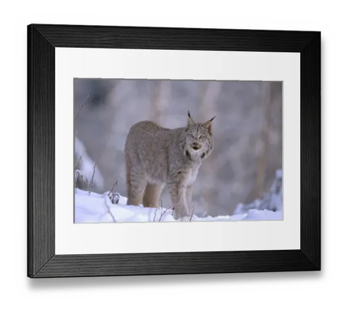 Framed Print : North America, USA, Alaska, Haines. Lynx (Felis lynx) Framed Print : North America, USA, Alaska, Haines. Lynx (Felis lynx)