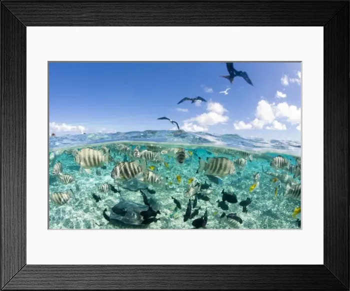 Framed Print : Lagoon safari trip featuring Stingrays (Himantura fai), small Blacktip sharks (Carcharhinus Framed Print : Lagoon safari trip featuring Stingrays (Himantura fai), small Blacktip sharks (Carcharhinus