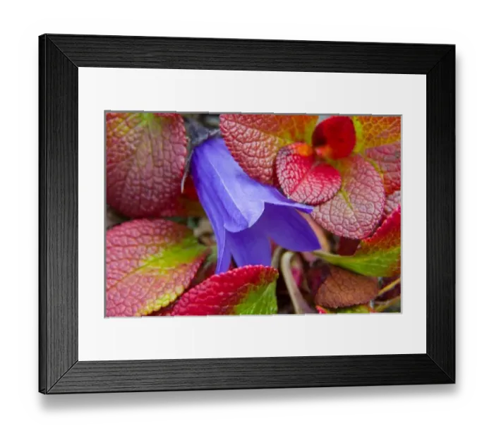 Framed Print : N. A. USA, Alaska. Bluebell in the tundra in Denali National Park Framed Print : N. A. USA, Alaska. Bluebell in the tundra in Denali National Park