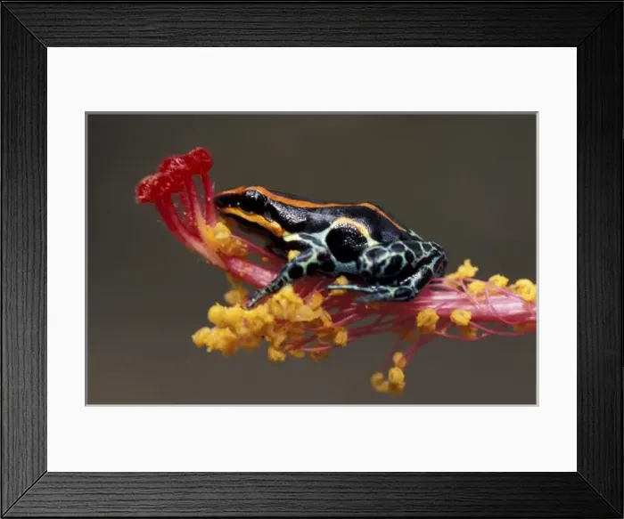 Framed Print : Peru, Peruvian Rain Forest. Poison Arrow Frog on flower. (Dendrobotes quinquevittatus) Framed Print : Peru, Peruvian Rain Forest. Poison Arrow Frog on flower. (Dendrobotes quinquevittatus)