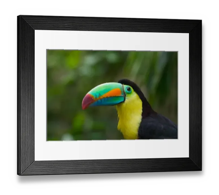Framed Print : Keel-billed toucan