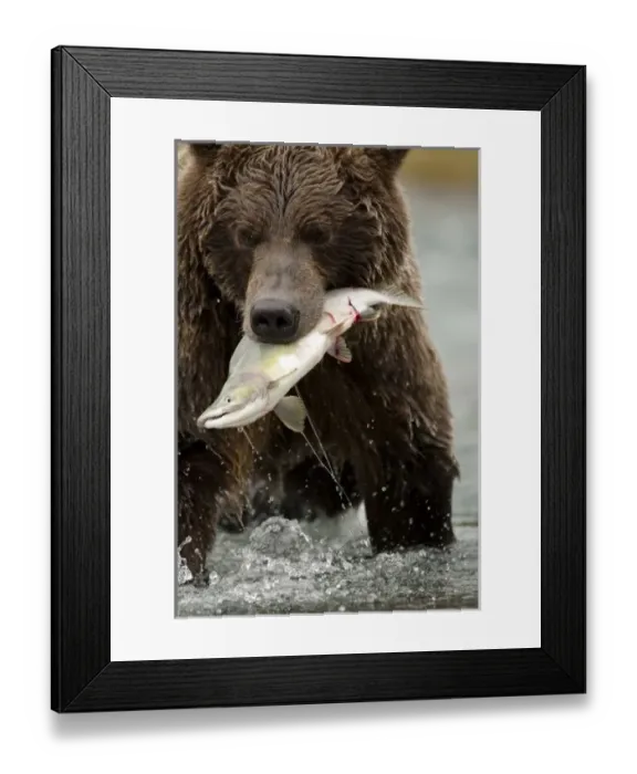 Framed Print : USA, North America, Alaska