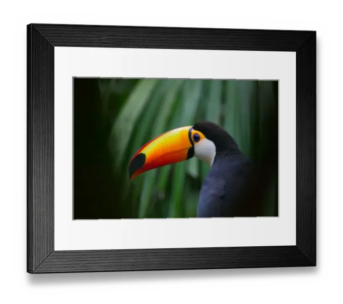 Framed Print : Toco Toucan (South America), Panama Framed Print : Toco Toucan (South America), Panama