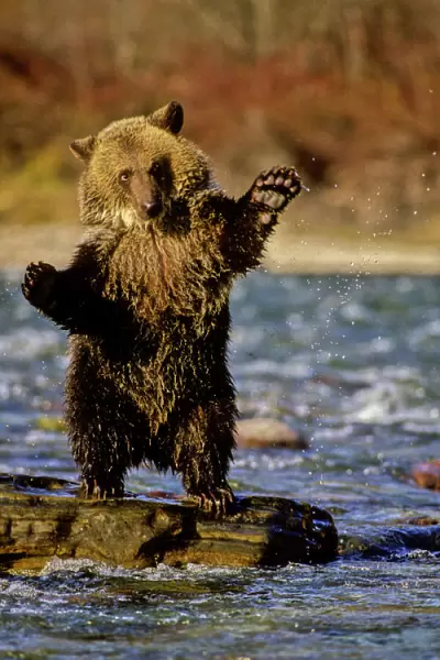 Alaska, USA, Grizzly Bear, Ursus arctos, cub playing in river