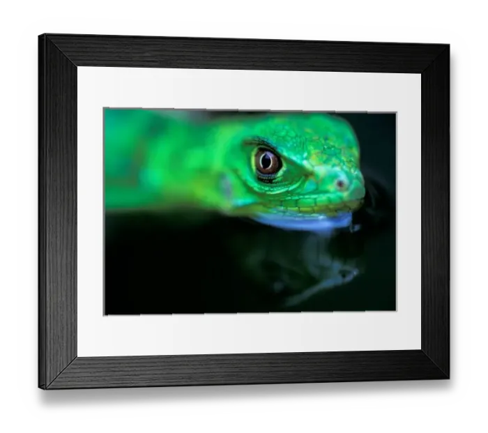 Framed Print : CA, Panama, Barro Colorado Island, baby Green Iguana (Iguana iguana)
