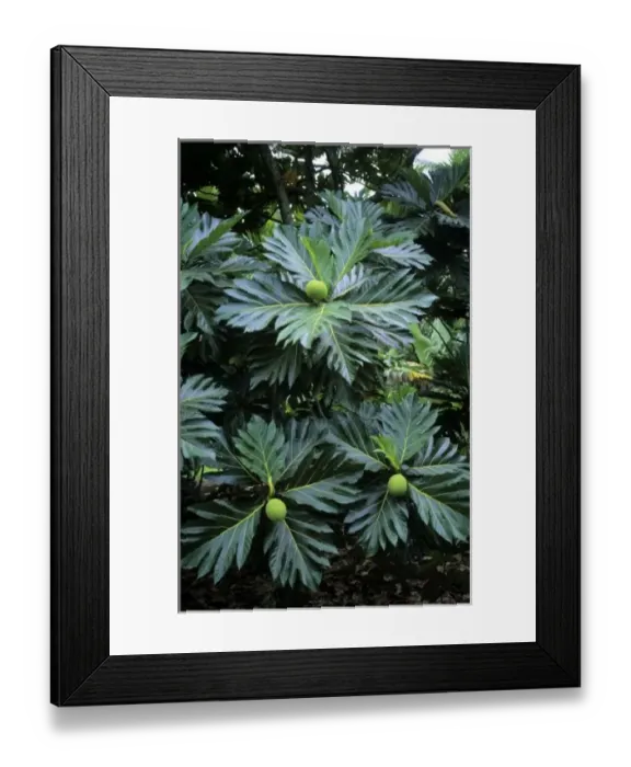 Framed Print : Oceania, South Pacific, French Polynesia, Tahiti, Taha a. The tropical breadfruit plant Framed Print : Oceania, South Pacific, French Polynesia, Tahiti, Taha a. The tropical breadfruit plant