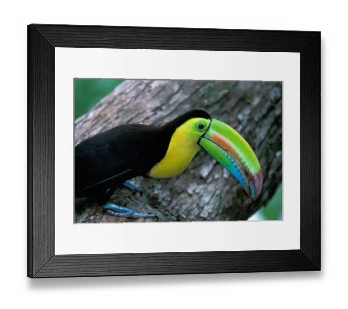 Framed Print : CA, Panama, Barro Framed Print : CA, Panama, Barro