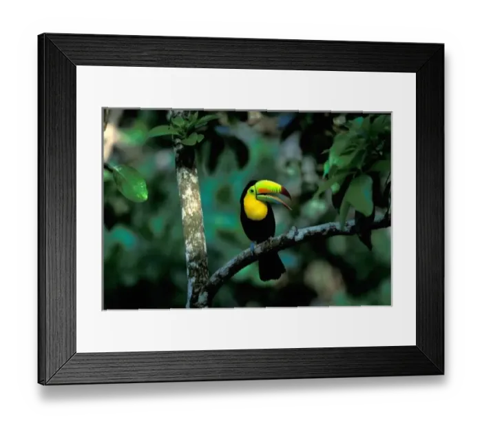 Framed Print : CA, Panama, Soberania NP, Keel-billed Tucan in tree (Ramphastos sulfuratus brevicarinatus) Framed Print : CA, Panama, Soberania NP, Keel-billed Tucan in tree (Ramphastos sulfuratus brevicarinatus)