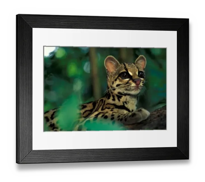 Framed Print : CA, Central Panama, Soberania NP, Margay (Leopardus weidi) portrait Framed Print : CA, Central Panama, Soberania NP, Margay (Leopardus weidi) portrait