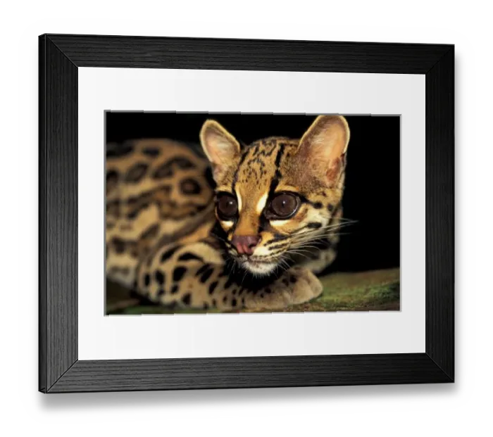 Framed Print : CA, Central Panama Framed Print : CA, Central Panama