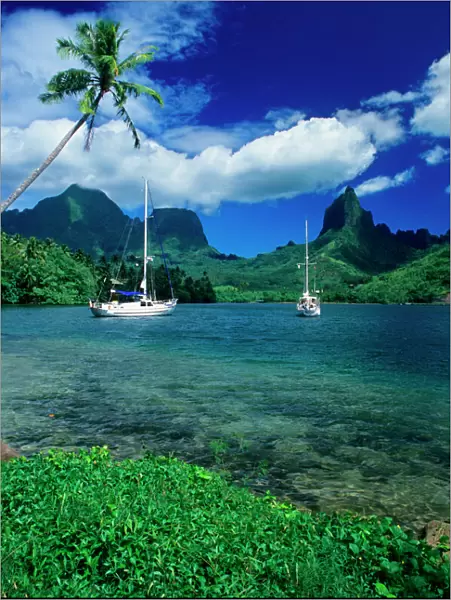 Private yachts anchored in Opunohu Bay on the island of Moorea in the Society islands