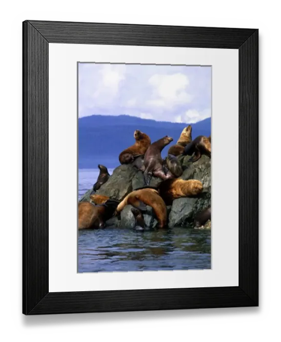 Framed Print : Stellar sea lions Alaska; USA Framed Print : Stellar sea lions Alaska; USA
