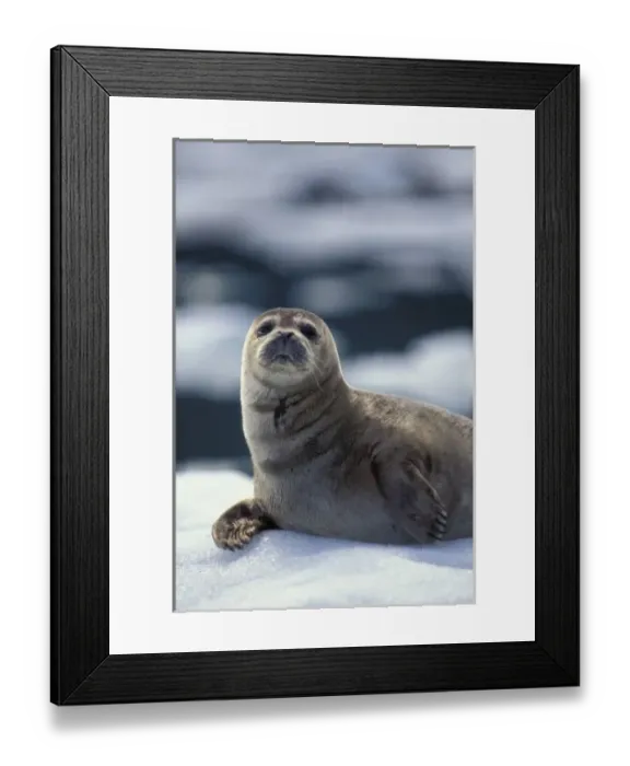 Framed Print : Alaska, southeast region Harbor seal on ice flow - Le Conte Glacier