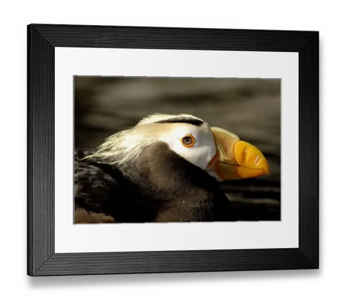 Framed Print : USA, North America, Alaska Framed Print : USA, North America, Alaska