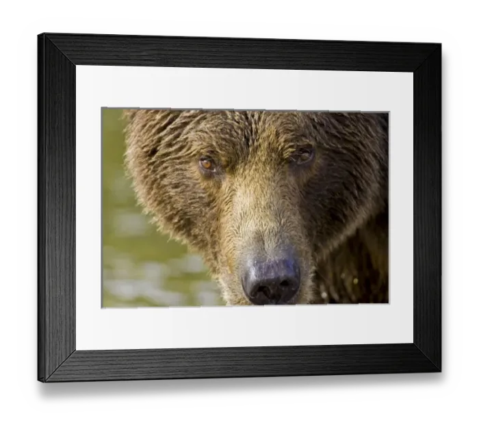 Framed Print : USA, North America, Alaska