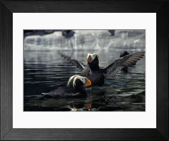 Framed Print : Alaska Tufted puffins
