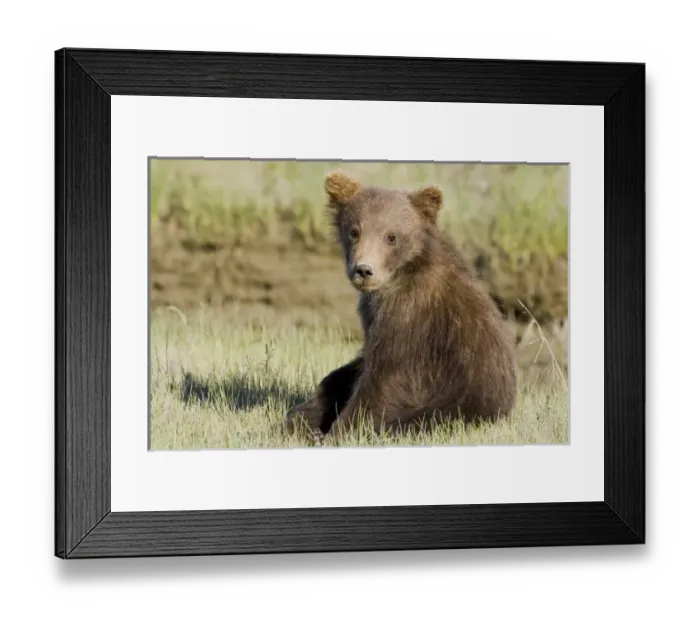 Framed Print : USA, North America, Alaska Framed Print : USA, North America, Alaska