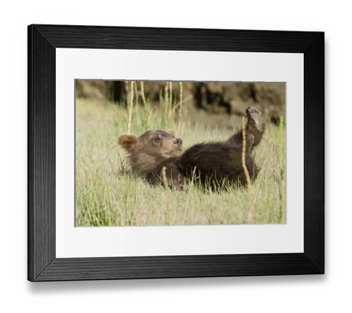 Framed Print : USA, North America, Alaska