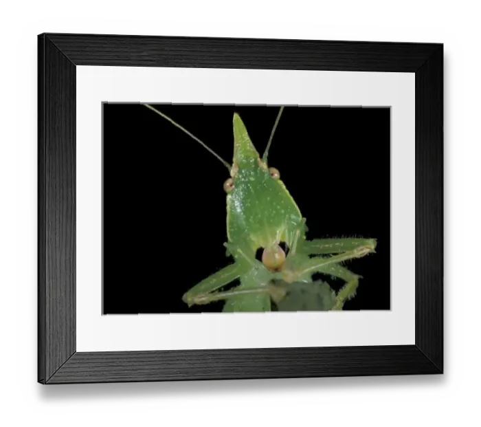 Framed Print : CA, Panama, Barro Colorado Island. Green katydid (family Tettigonidae) Framed Print : CA, Panama, Barro Colorado Island. Green katydid (family Tettigonidae)