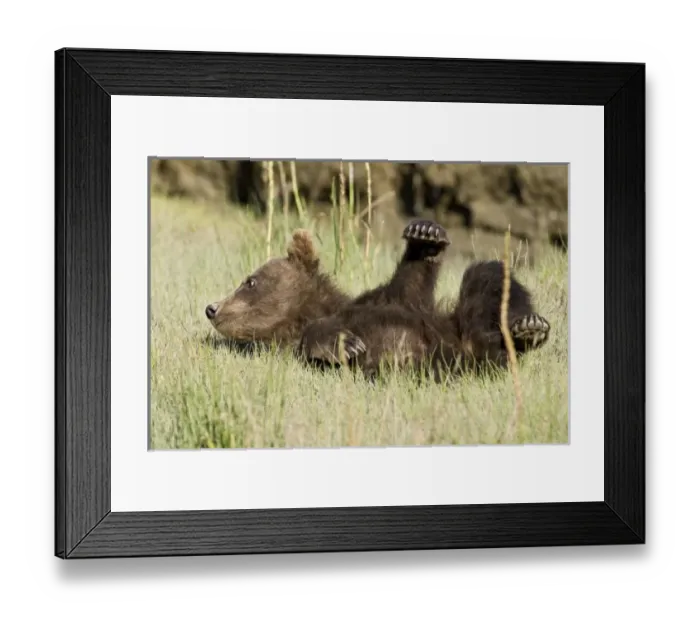 Framed Print : USA, North America, Alaska Framed Print : USA, North America, Alaska