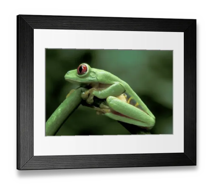 Framed Print : Central America, Panama, Barro Colorado Island, Red-eyed tree frog (Agalychnis callidryas)