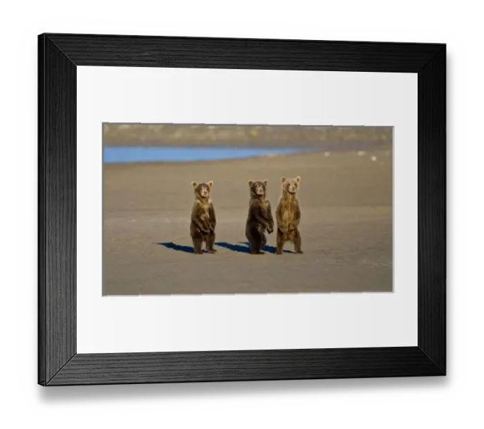 Framed Print : USA. Alaska. Coastal Brown Bear cubs watch their mother fishing for salmon at Silver