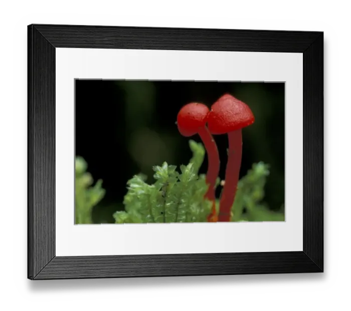 Framed Print : Central America, Panama, Chiriqui Province, Parque National de Amistad, Vulcano Baru