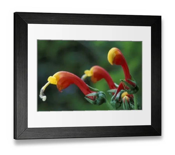 Framed Print : Central America, Panama, Chiriqui Province, Parque National de Amistad, Vulcano Baru Framed Print : Central America, Panama, Chiriqui Province, Parque National de Amistad, Vulcano Baru