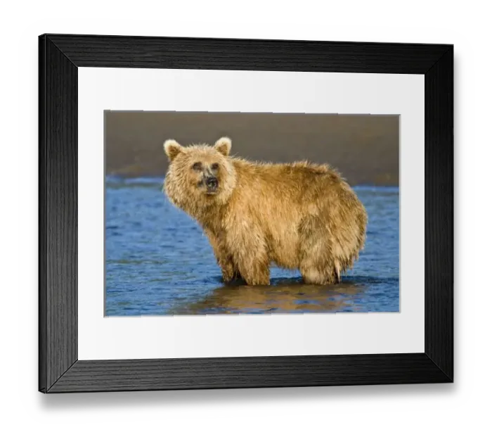 Framed Print : USA, North America, Alaska