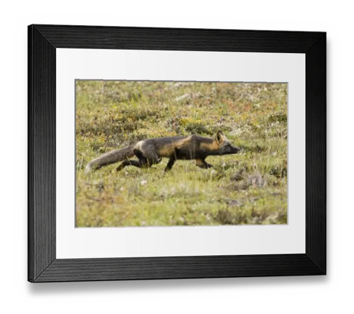 Framed Print : USA, North America, Alaska