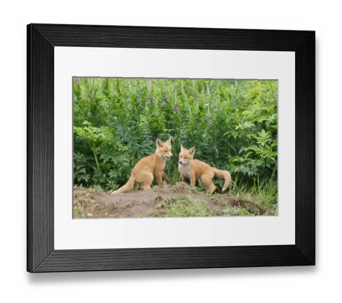 Framed Print : USA, Alaska, McNeil Framed Print : USA, Alaska, McNeil