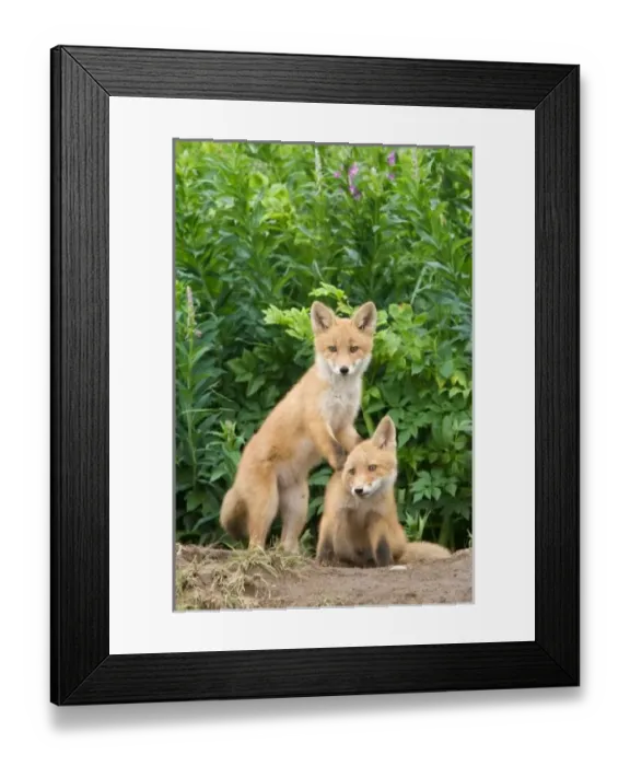 Framed Print : USA, Alaska, McNeil River. Red Fox Framed Print : USA, Alaska, McNeil River. Red Fox