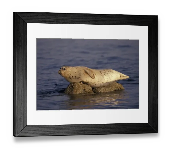 Framed Print : N. A. USA, California Framed Print : N. A. USA, California